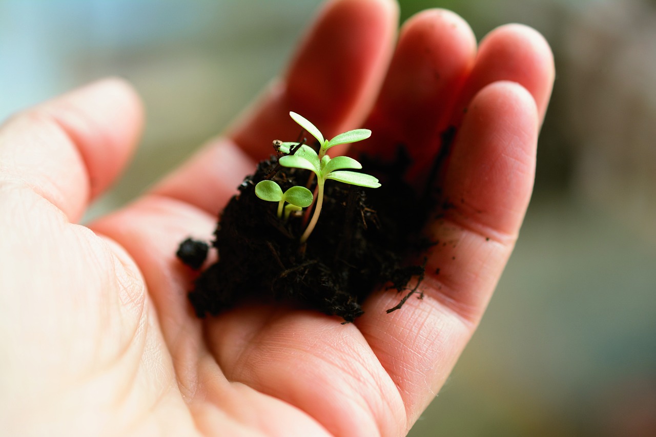 ¿Qué plantas van en una jardinera?